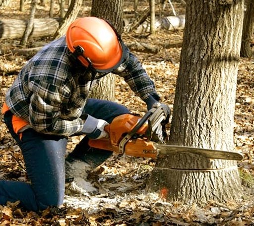 Tree Removal in Offerman, GA